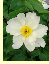 Пион белоцветковый, молочноцветковый - (Paeonia lactifloraPall) Пион белоцветковый, молочноцветковый - (Paeonia lactifloraPall)